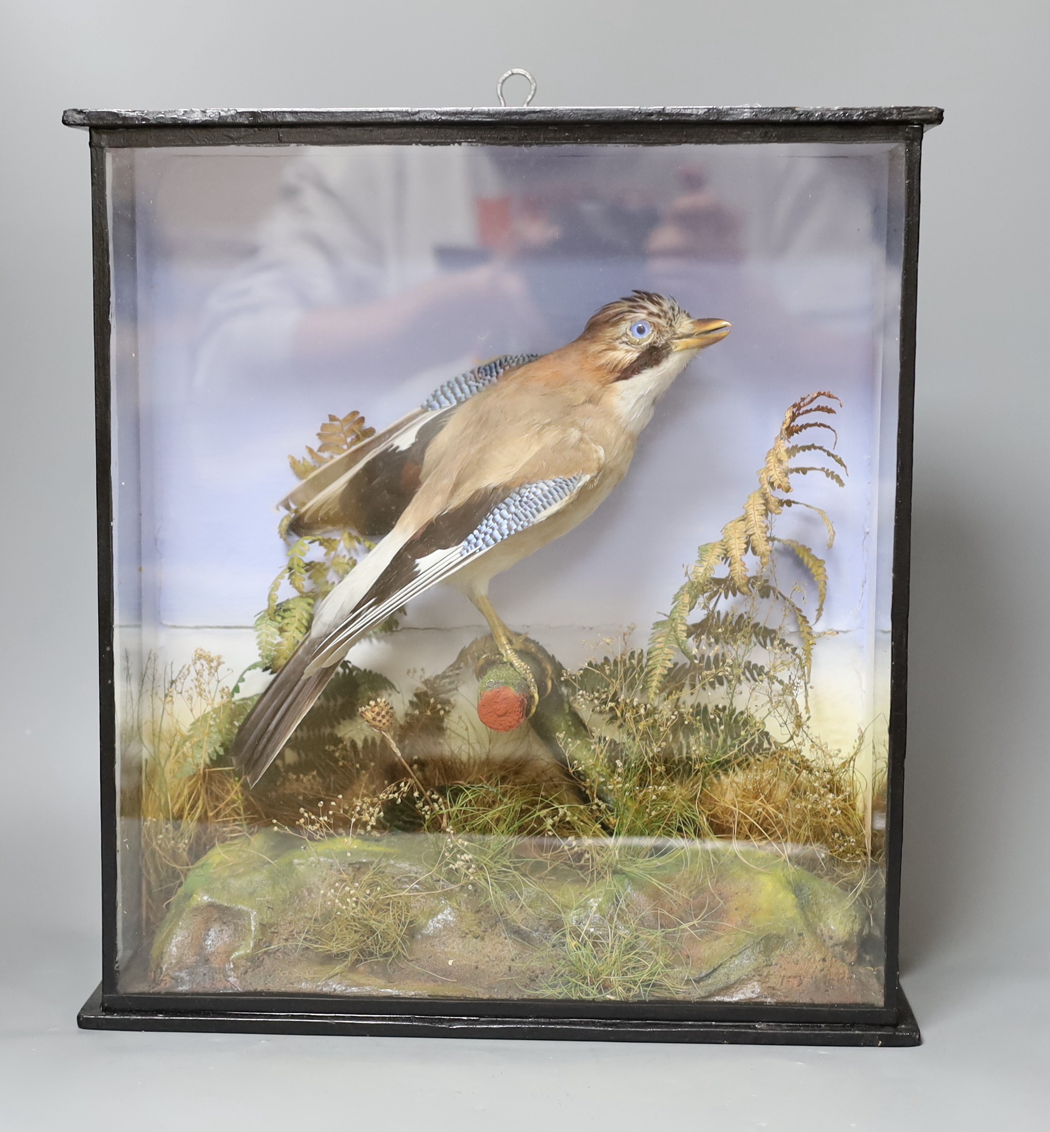 A cased taxidermy Jay, 38 cms wide x 41 high